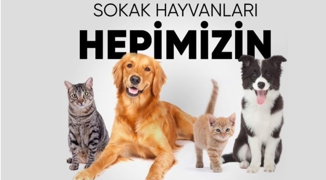 Poli̇ti̇ka